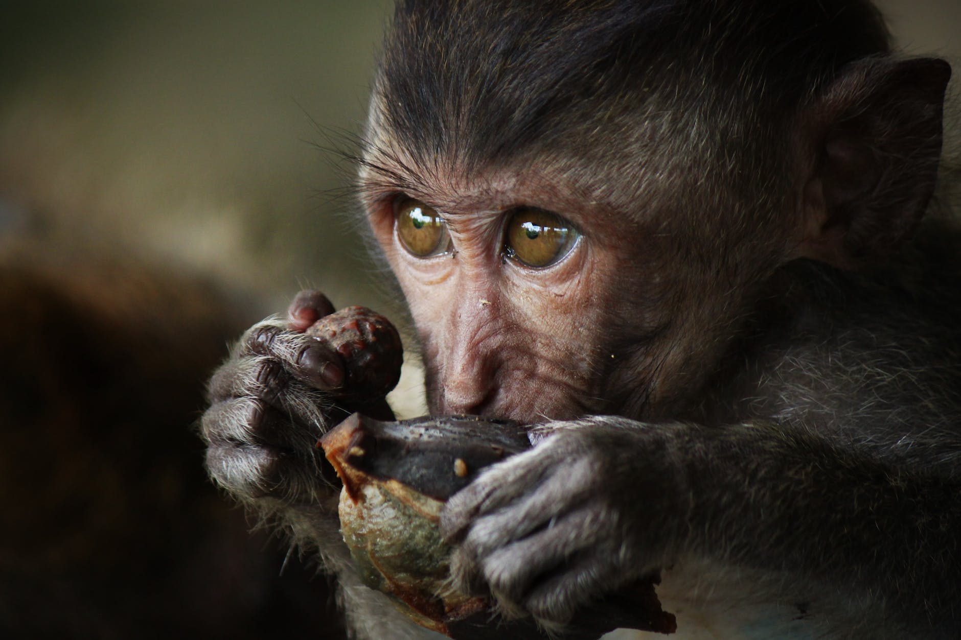 Surprising similarities in stone tools of early humans and monkeys